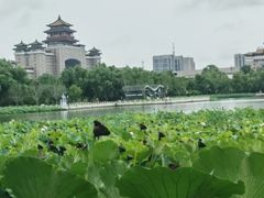 -莲花池公园