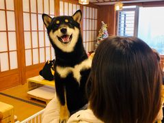 -豆柴町-柴犬主题狗咖(红鼎国际C座店)