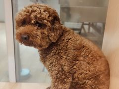 -Pets First伊珊娜洗护·精致美容·家庭式寄养(新会路店)