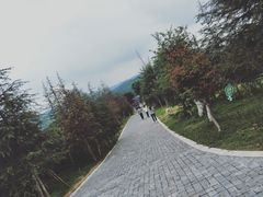 -铁山坪森林公园