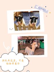 -萌宠亲子动物乐园(槐房万达店)