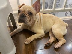 -柯斗斗主题餐厅·狗咖·围炉煮茶·茶饮(国瑞升平里店)