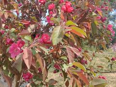 -元大都城垣遗址公园