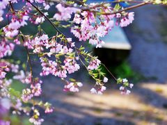-京都御所