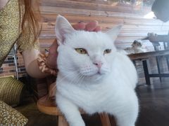 -蓝鲸·缅因猫舍