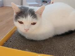 -COLOR PETS 撸猫馆·购猫·猫咖(长风大悦城店)