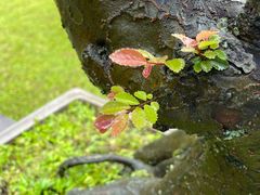 -庐山风景区花径公园