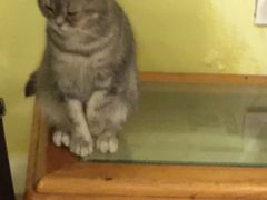 -猫色咖啡·猫咖