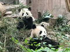 景点-成都大熊猫繁育研究基地