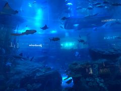 -迪拜水族馆及水下动物园