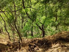 -鲁山国家森林公园