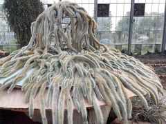 -南通洲际绿博园