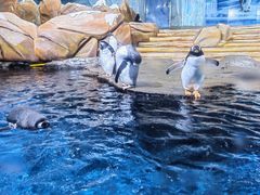 -海合安青岛极地海洋公园