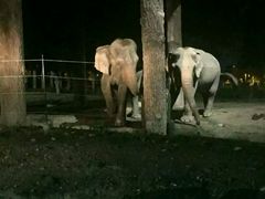 -清迈夜间动物园