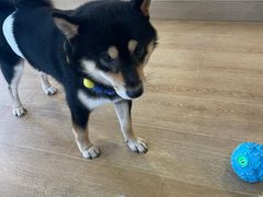 -南京Hallo宠物乐园·哈罗犬舍·柴犬繁育基地