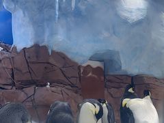 -海合安成都极地海洋公园