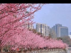-望江楼公园