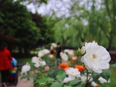 -上海鲜花港