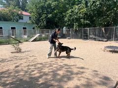 -北京京卫宠物寄养训练中心