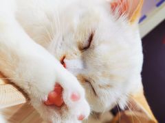 -藏猫猫咖啡主题馆(中央大道店)