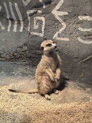 -Zoolung Zoolung动物主题公园(海信广场店)