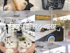 -lincat·猫舍(广州店)