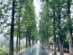 -广富林郊野公园