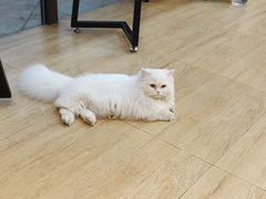 -美联众合宠物医院·爱萌分院·内外科·猫科中心