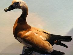 -青藏高原自然博物馆