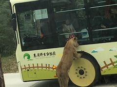 -西安秦岭野生动物园