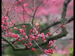 -杭州植物园