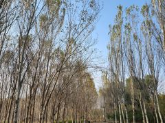 -东郊湿地公园