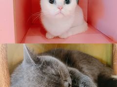 -猫小院猫主题餐厅(三里屯店)