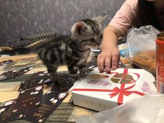 -猫尾侦探俱乐部·剧本杀·狼人杀