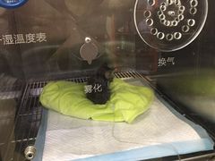 -创凡宠物医院·骨专科  猫科中心(西乡分院)