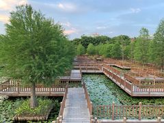 -五缘湾湿地公园