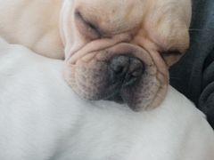 -柯斗斗主题餐厅·狗咖·围炉煮茶·茶饮(国瑞升平里店)