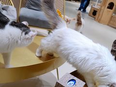 -藏猫猫咖啡主题馆(中央大道店)