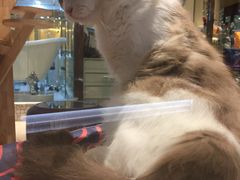 -momokira米努特·德文卷毛猫·棉花面纱犬