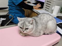 -美联众合动物医院·24h京西诊疗中心