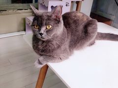 -喵的天空名猫咖啡馆·撸猫·猫舍·用品