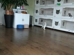 -东方名猫馆·英短金渐层布偶猫舍(环线广场1号楼店)