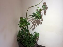 -沏点Trattoria意大利餐厅(新街口店)
