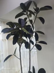 -HEYAN荷妍专业脱毛连锁机构