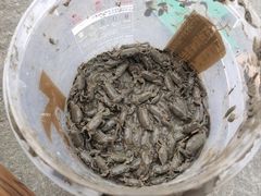 -南汇新城海滩