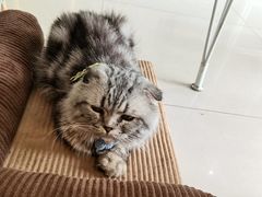 -平行世界·猫咖(首经贸店)