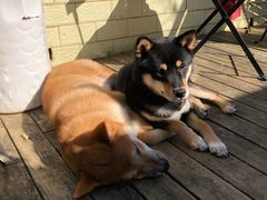 -喜柴咖啡·柴犬狗咖