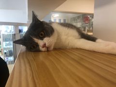 -李小姐の猫咖啡馆(五角场店)