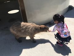 -阿苏山