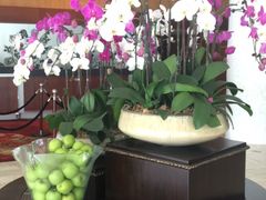 -新加坡瑞士史丹福酒店